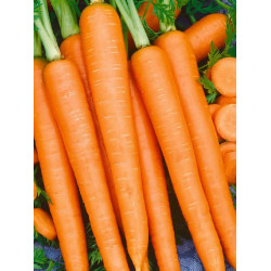 Морковь "Аэлита" Королева осени 2г (Б/П)